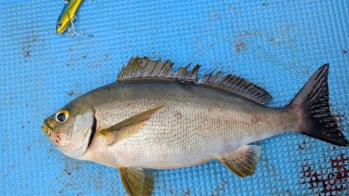 イサキの釣果