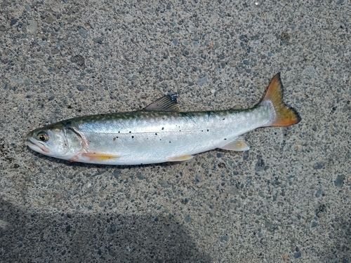 アメマスの釣果