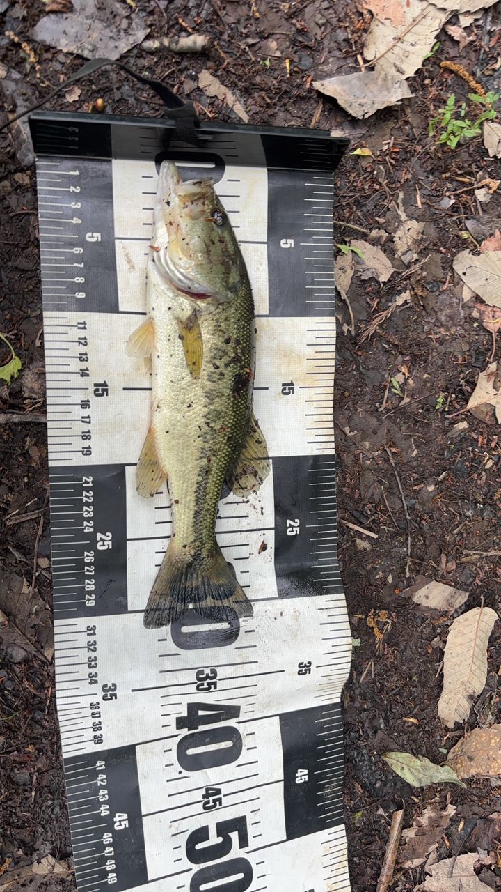 ラージマウスバス