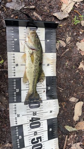 ラージマウスバスの釣果
