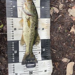 ラージマウスバス