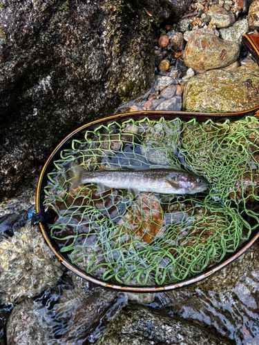 イワナの釣果