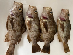 メバルの釣果