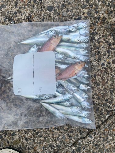 サバの釣果
