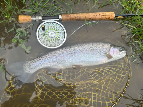 ニジマスの釣果