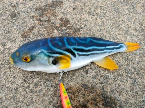 シマフグの釣果