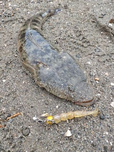 マゴチの釣果