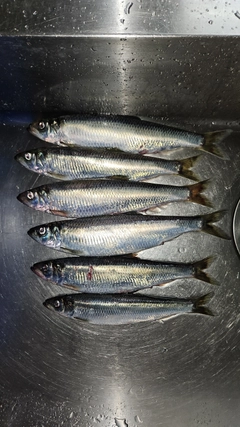 ニシンの釣果