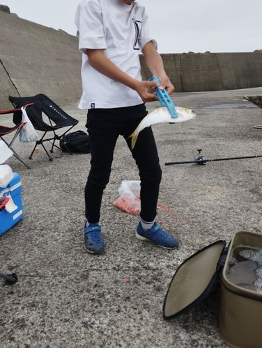 コノシロの釣果