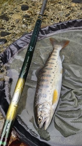 ヤマメの釣果