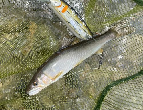 アユの釣果