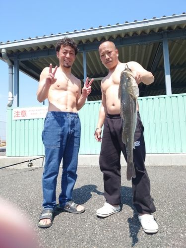 マダカ（マルスズキ）