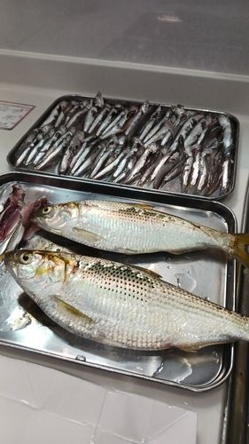 カタクチイワシの釣果