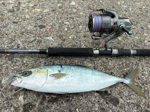 ツバイソの釣果