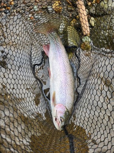 ニジマスの釣果