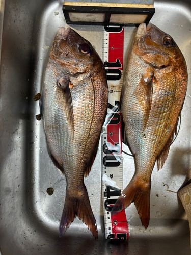 マダイの釣果