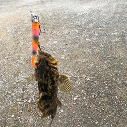 タケノコメバル