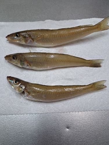 シロギスの釣果
