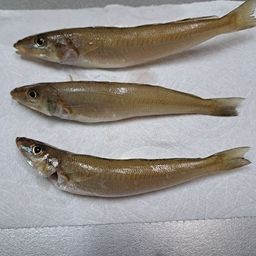 シロギス