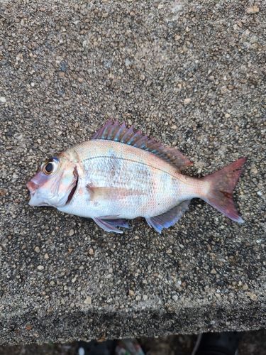 マダイの釣果