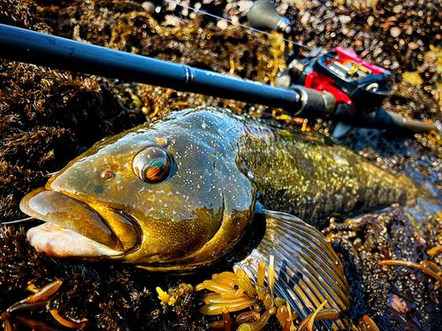 アイナメの釣果