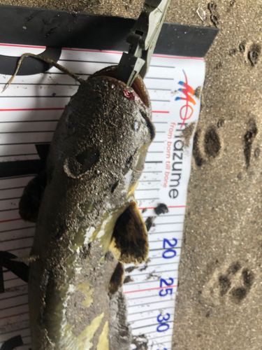 ナマズの釣果