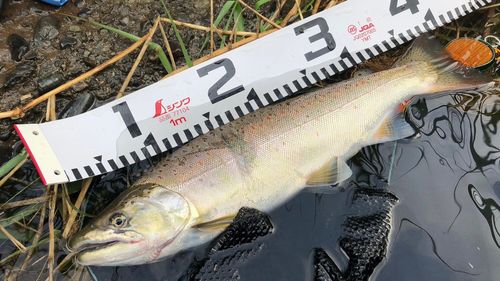 サツキマスの釣果
