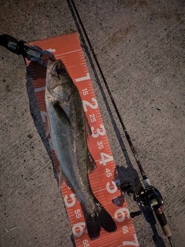 シーバスの釣果