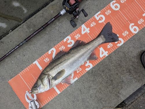 シーバスの釣果