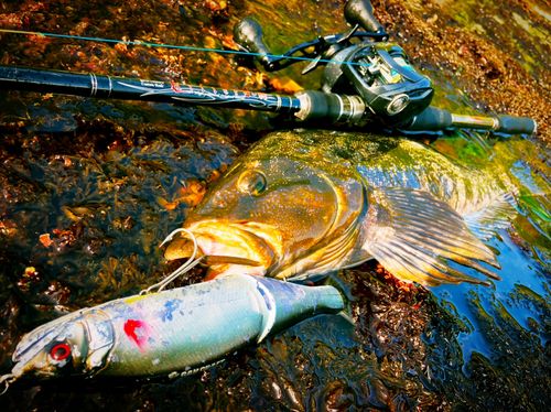 アイナメの釣果