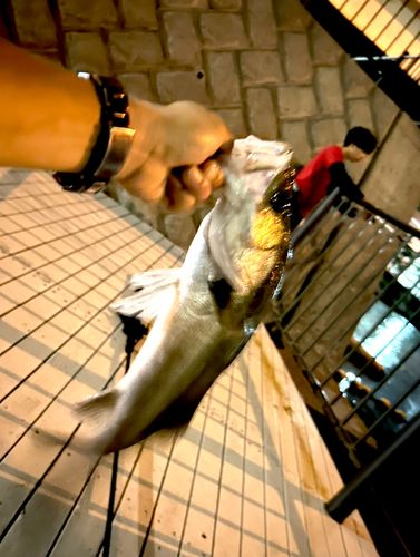フッコ（タイリクスズキ）の釣果
