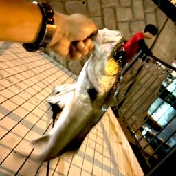 フッコ（タイリクスズキ）