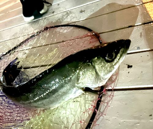 フッコ（タイリクスズキ）の釣果