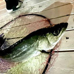 フッコ（タイリクスズキ）