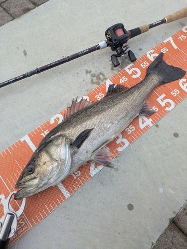 シーバスの釣果