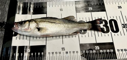 フッコ（タイリクスズキ）の釣果