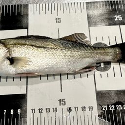 フッコ（タイリクスズキ）