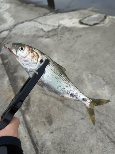 コノシロの釣果