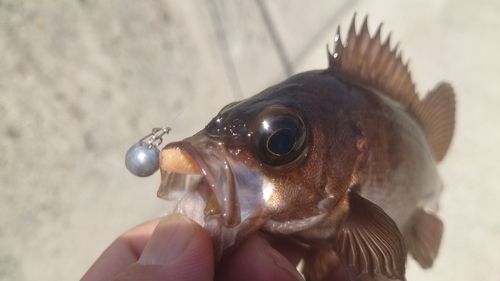 メバルの釣果