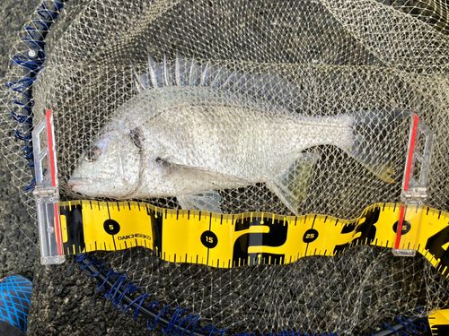 キビレの釣果