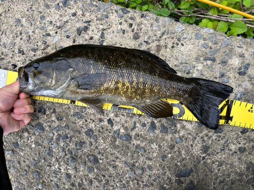 スモールマウスバスの釣果