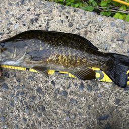 スモールマウスバス