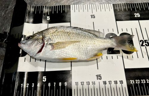 キビレの釣果