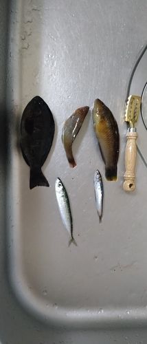 グレの釣果