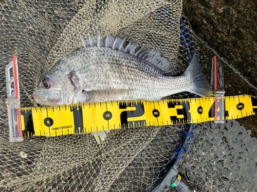 キビレの釣果