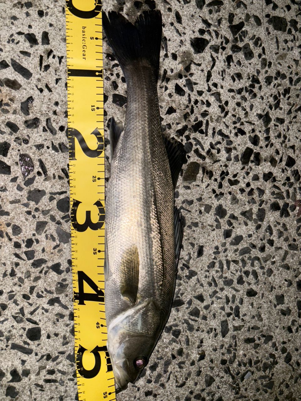 セイゴ（マルスズキ）