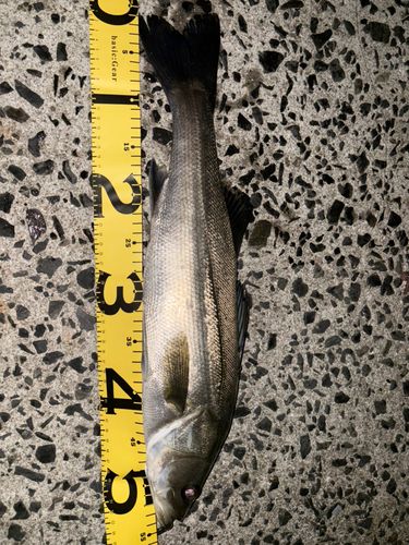 セイゴ（マルスズキ）の釣果