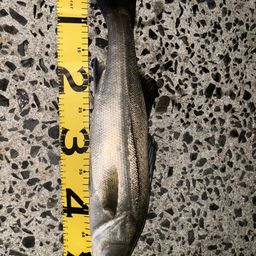 セイゴ（マルスズキ）