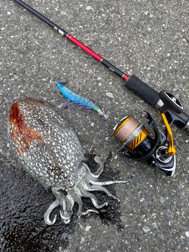 シリヤケイカの釣果