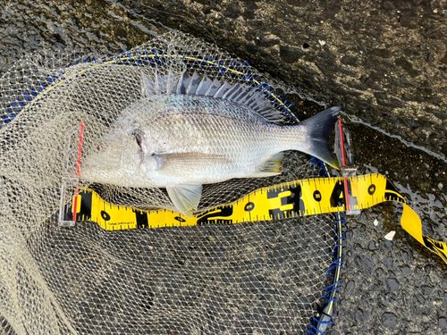 キビレの釣果